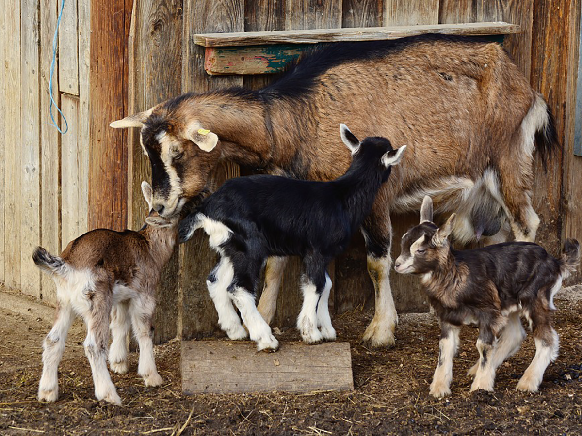 Sortie en familles : la ferme de Germain